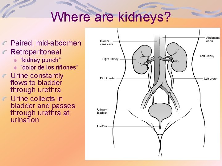 Where are kidneys? Paired, mid-abdomen Retroperitoneal “kidney punch” “dolor de los riñones” Urine constantly