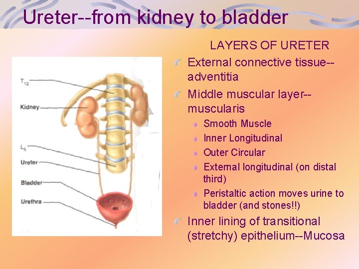 Ureter--from kidney to bladder LAYERS OF URETER External connective tissue-adventitia Middle muscular layer-muscularis Smooth