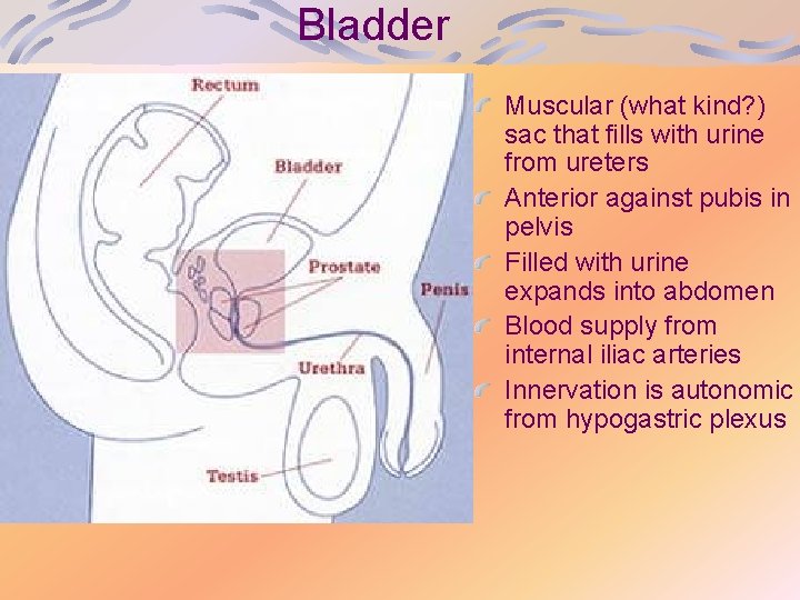 Bladder Muscular (what kind? ) sac that fills with urine from ureters Anterior against