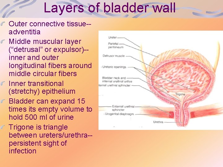Layers of bladder wall Outer connective tissue-adventitia Middle muscular layer (“detrusal” or expulsor)-inner and