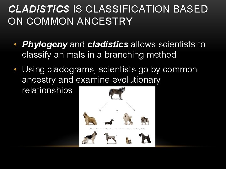 CLADISTICS IS CLASSIFICATION BASED ON COMMON ANCESTRY • Phylogeny and cladistics allows scientists to