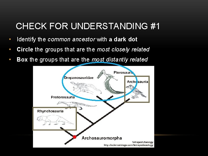 CHECK FOR UNDERSTANDING #1 • Identify the common ancestor with a dark dot •