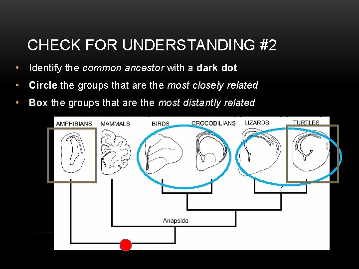 CHECK FOR UNDERSTANDING #2 • Identify the common ancestor with a dark dot •