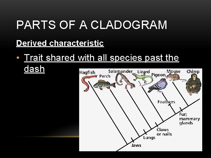 PARTS OF A CLADOGRAM Derived characteristic • Trait shared with all species past the