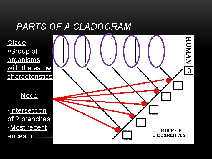 PARTS OF A CLADOGRAM Clade • Group of organisms with the same characteristics Node