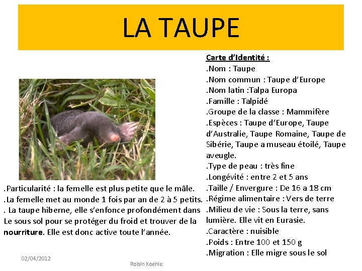 LA TAUPE Carte d’Identité : . Nom : Taupe. Nom commun : Taupe d’Europe.