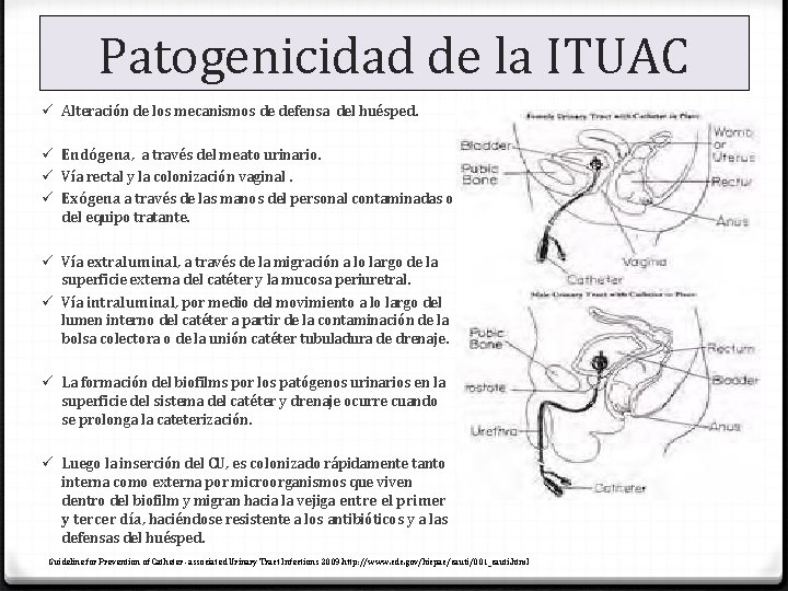 Patogenicidad de la ITUAC ü Alteración de los mecanismos de defensa del huésped. ü