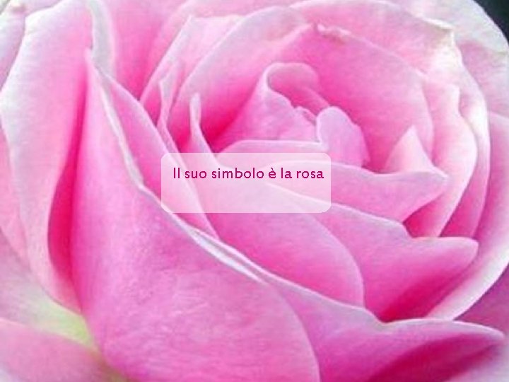 Il suo simbolo è la rosa 