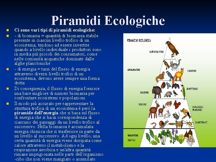 Piramidi Ecologiche n n n Ci sono vari tipi di piramidi ecologiche: - di