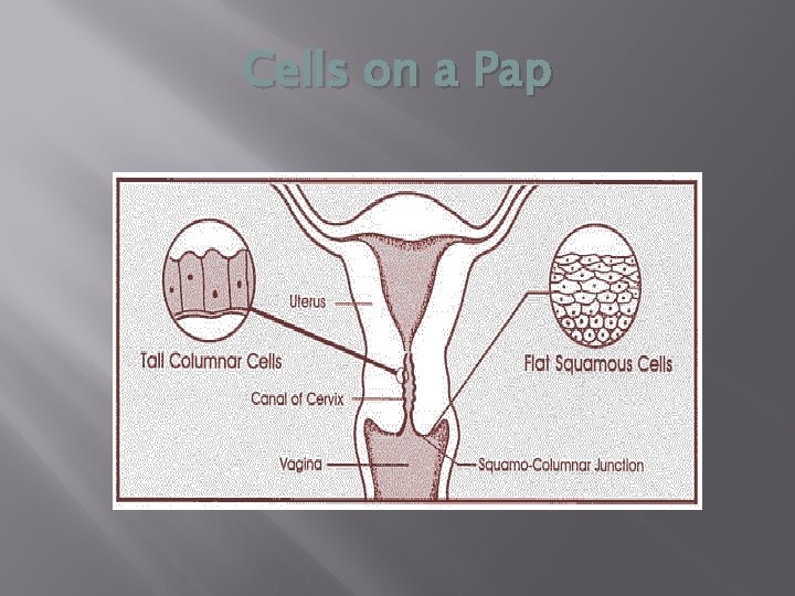 Cells on a Pap 