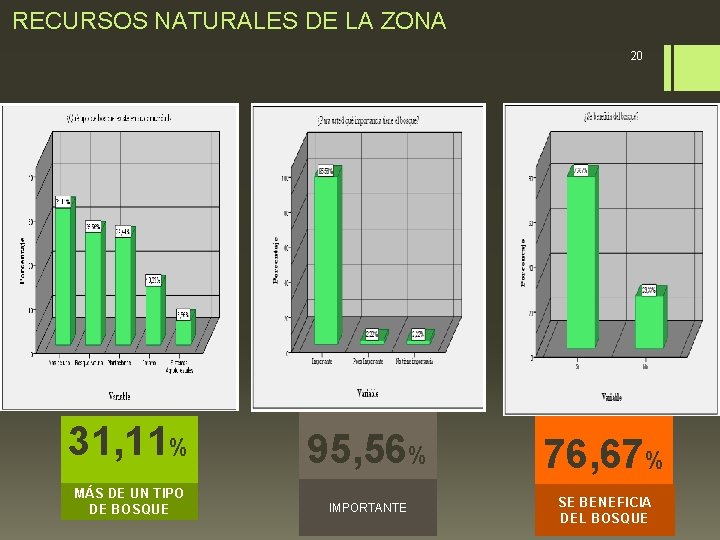 RECURSOS NATURALES DE LA ZONA 20 31, 11% MÁS DE UN TIPO DE BOSQUE
