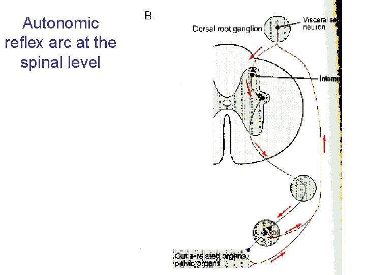 Autonomic reflex arc at the spinal level 