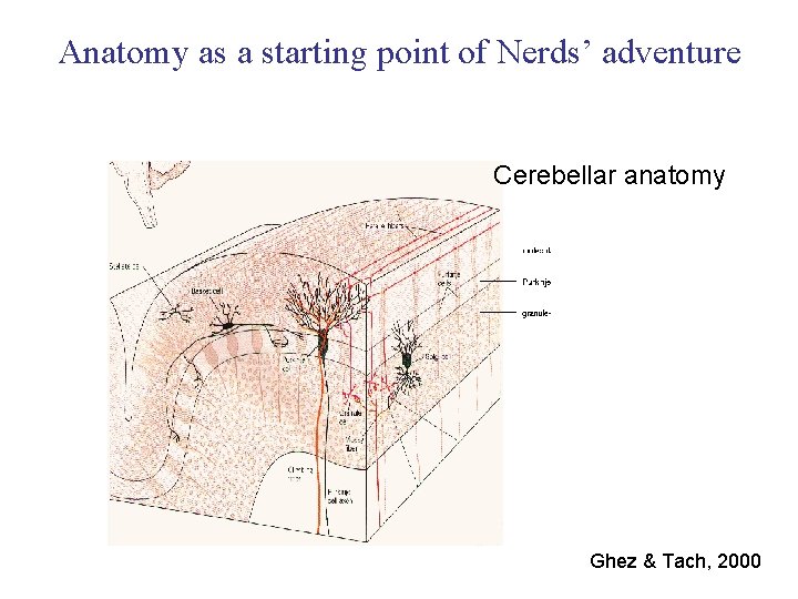 Anatomy as a starting point of Nerds’ adventure Cerebellar anatomy Ghez & Tach, 2000