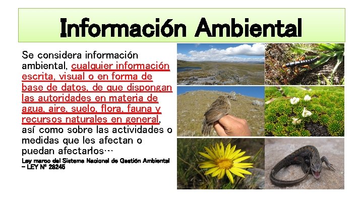 Información Ambiental Se considera información ambiental, cualquier información escrita, visual o en forma de