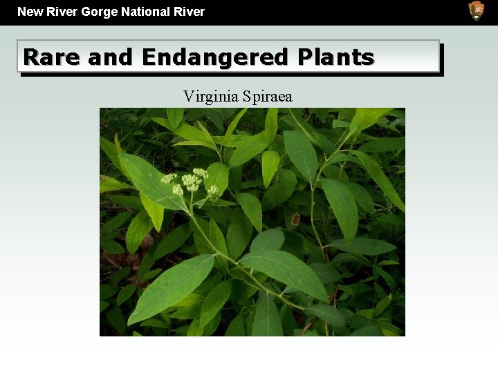 New River Gorge National River Rare and Endangered Plants Virginia Spiraea 