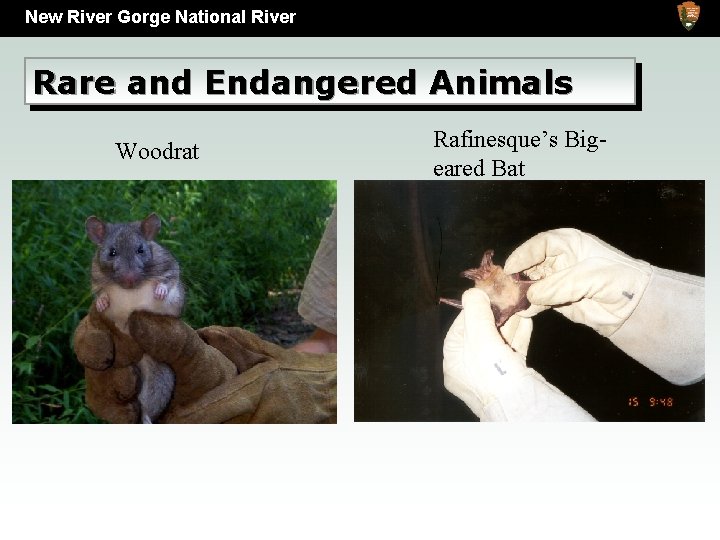 New River Gorge National River Rare and Endangered Animals Woodrat Rafinesque’s Bigeared Bat 