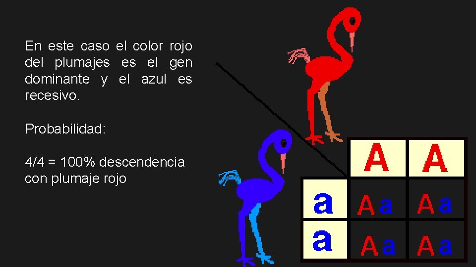 En este caso el color rojo del plumajes es el gen dominante y el