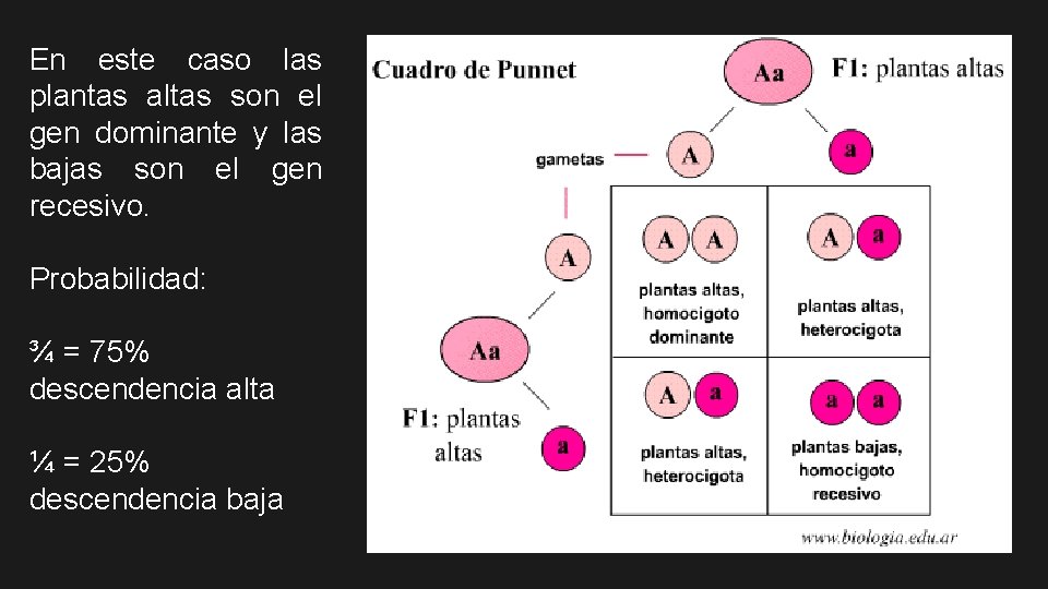 En este caso las plantas altas son el gen dominante y las bajas son