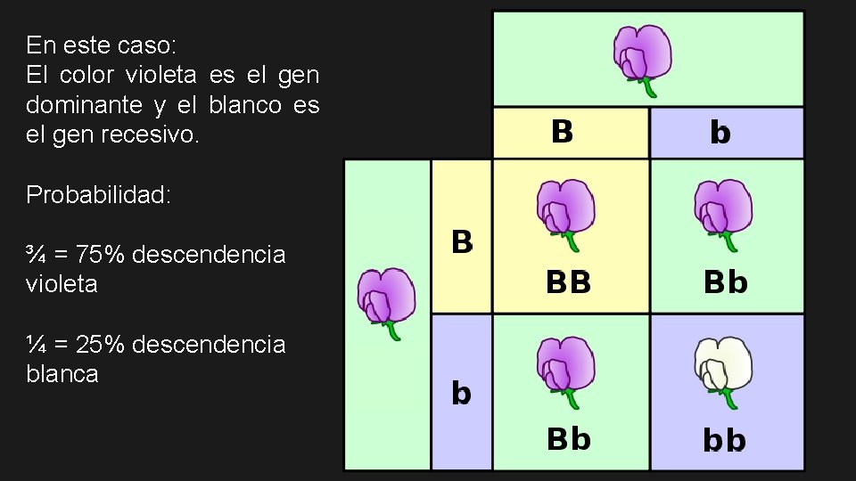 En este caso: El color violeta es el gen dominante y el blanco es