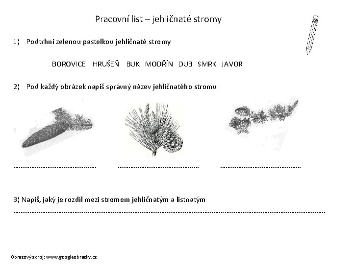 Pracovní list – jehličnaté stromy 1) Podtrhni zelenou pastelkou jehličnaté stromy BOROVICE HRUŠEŇ BUK