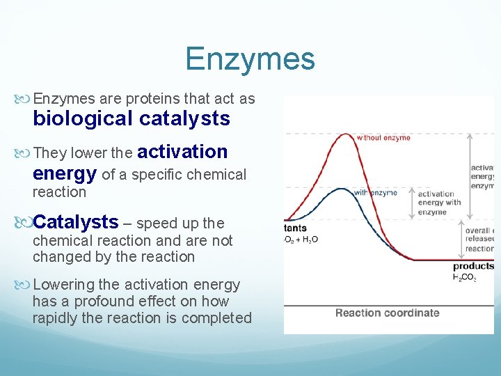 Enzymes are proteins that act as biological catalysts They lower the activation energy of