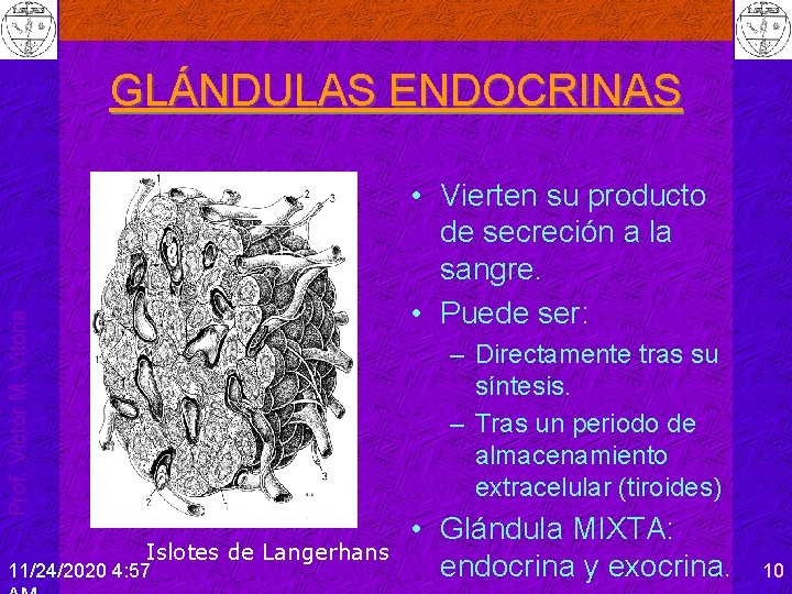 GLÁNDULAS ENDOCRINAS Prof. Víctor M. Vitoria • Vierten su producto de secreción a la