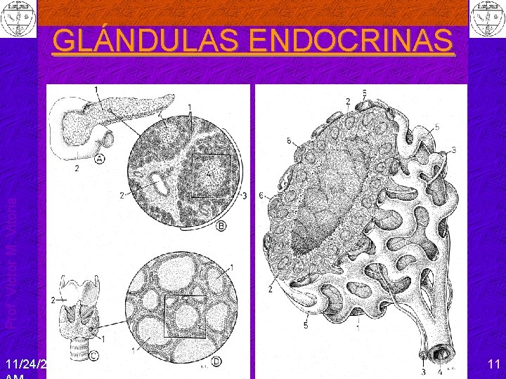 Prof. Víctor M. Vitoria GLÁNDULAS ENDOCRINAS 11/24/2020 4: 57 11 