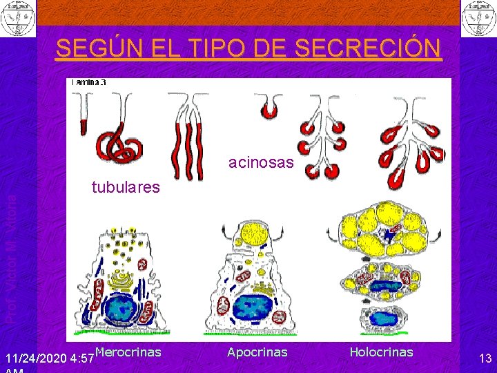 SEGÚN EL TIPO DE SECRECIÓN Prof. Víctor M. Vitoria acinosas tubulares 11/24/2020 4: 57