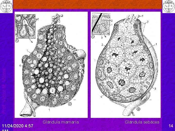 Prof. Víctor M. Vitoria 11/24/2020 4: 57 Glándula mamaria Glándula sebácea 14 