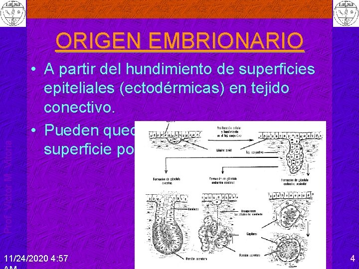 Prof. Víctor M. Vitoria ORIGEN EMBRIONARIO • A partir del hundimiento de superficies epiteliales