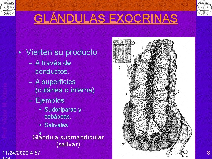 GLÁNDULAS EXOCRINAS Prof. Víctor M. Vitoria • Vierten su producto – A través de