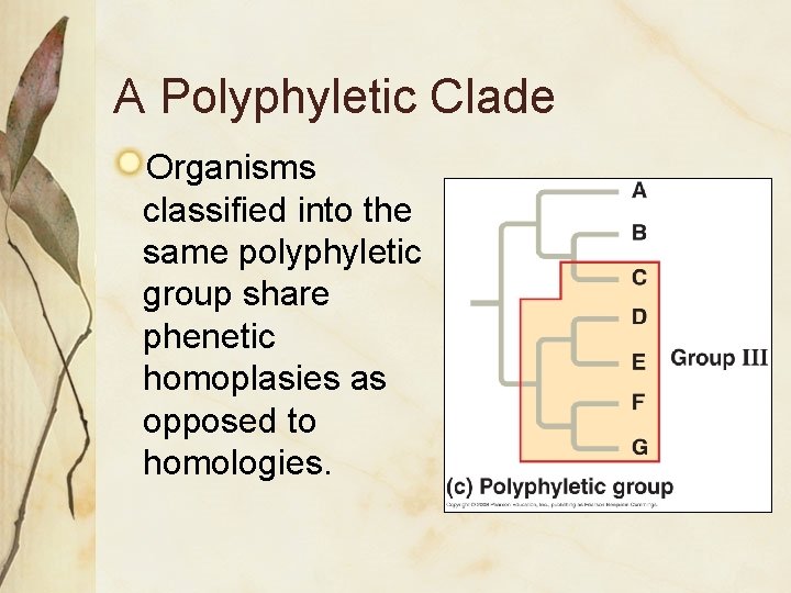 A Polyphyletic Clade Organisms classified into the same polyphyletic group share phenetic homoplasies as