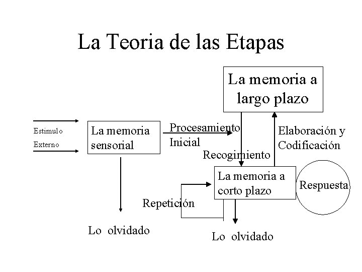 La Teoria de las Etapas La memoria a largo plazo Estimulo Externo La memoria La Teoria de las Etapas La memoria a largo plazo Estimulo Externo La memoria