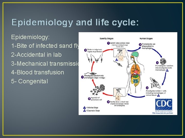 Epidemiology and life cycle: Epidemiology: 1 -Bite of infected sand fly 2 -Accidental in