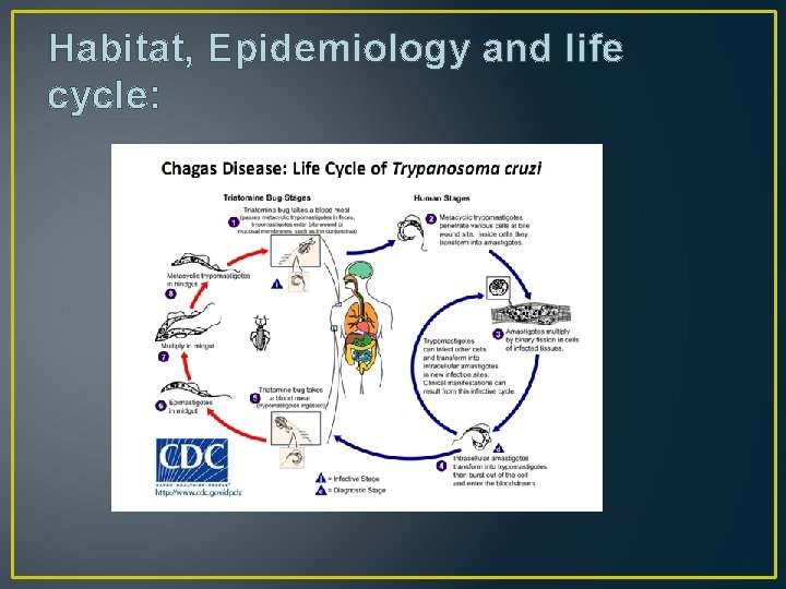 Habitat, Epidemiology and life cycle: 