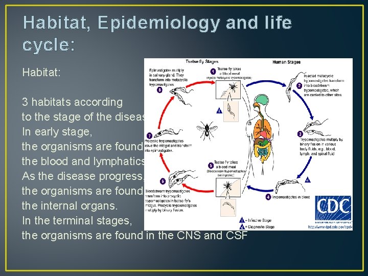 Habitat, Epidemiology and life cycle: Habitat: 3 habitats according to the stage of the