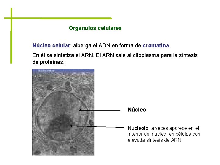 Orgánulos celulares Núcleo celular: alberga el ADN en forma de cromatina. En él se