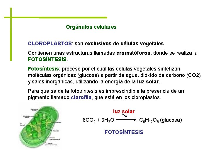 Orgánulos celulares CLOROPLASTOS: son exclusivos de células vegetales Contienen unas estructuras llamadas cromatóforos, donde