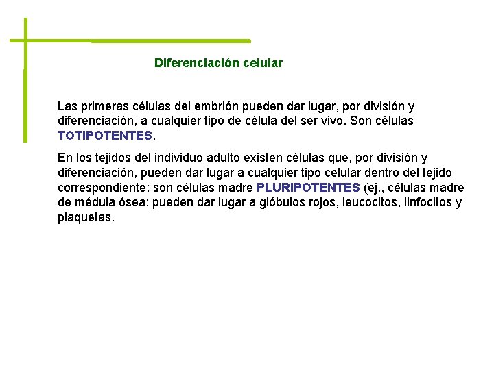Diferenciación celular Las primeras células del embrión pueden dar lugar, por división y diferenciación,