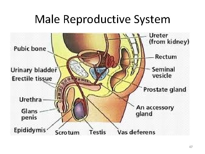 Male Reproductive System 47 