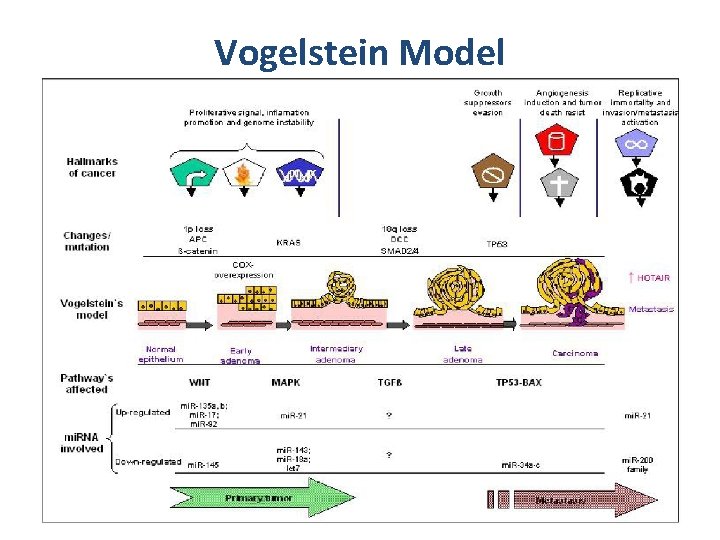 Vogelstein Model Vogelstein Model