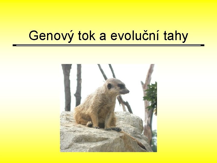 Genový tok a evoluční tahy 