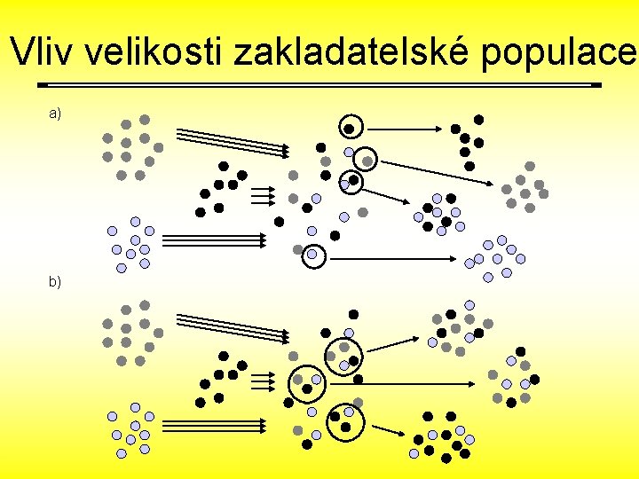 Vliv velikosti zakladatelské populace a) b) 