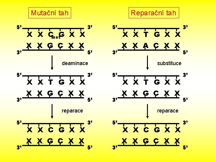 Mutační tah 5’ 3’ X X Cmet. G X X G C X X