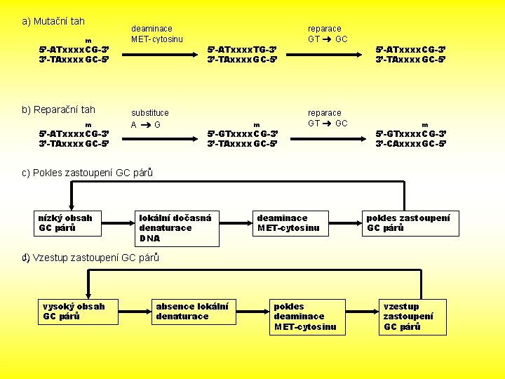 a) Mutační tah m 5’-ATxxxx. CG-3’ 3’-TAxxxx. GC-5’ b) Reparační tah m 5’-ATxxxx. CG-3’