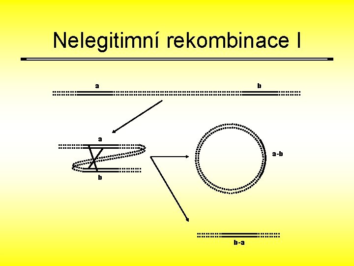Nelegitimní rekombinace I a b a a-b b b-a 