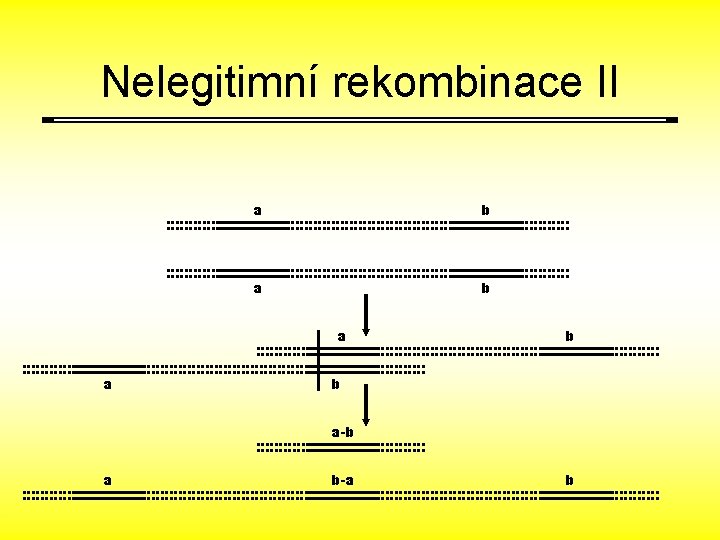 Nelegitimní rekombinace II a b a a b b a-b a b-a b 