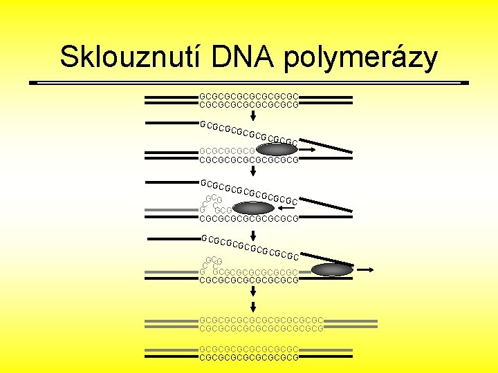 Sklouznutí DNA polymerázy GCGCGCGCG GCGC GCGCGCGCGCGCGCGCG GCGC GCGC GCG C C G GCGCGCGCG GCGCGCGCGCG