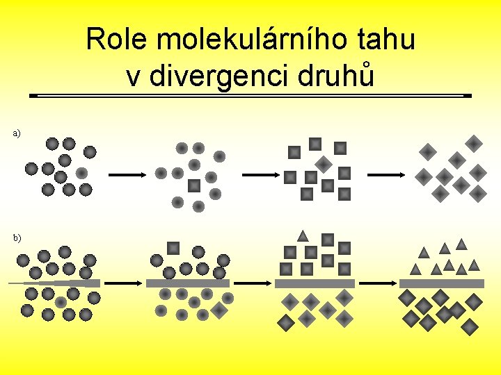 Role molekulárního tahu v divergenci druhů a) b) 