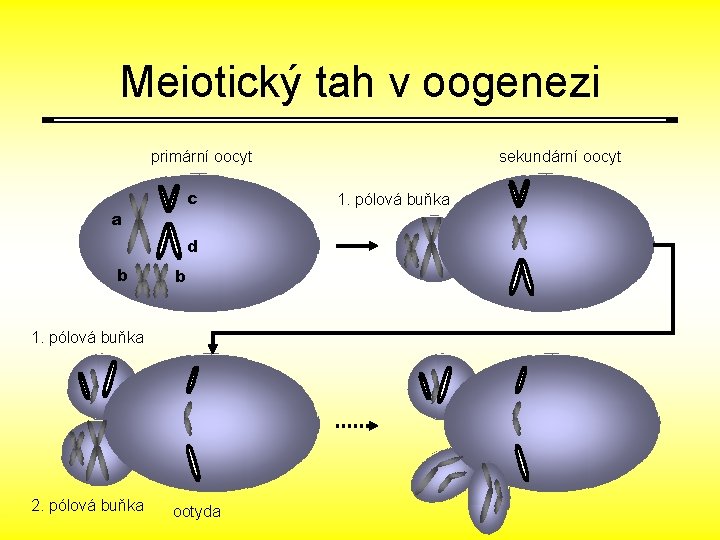 Meiotický tah v oogenezi primární oocyt c a d b b 1. pólová buňka